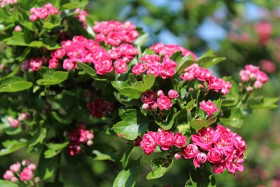 Crataegus laevigata 'Paul's Scarlet'- hloh obecný - kvetoucí větev